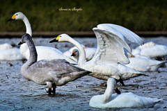 Swans in Shinjiko 2025 - 10