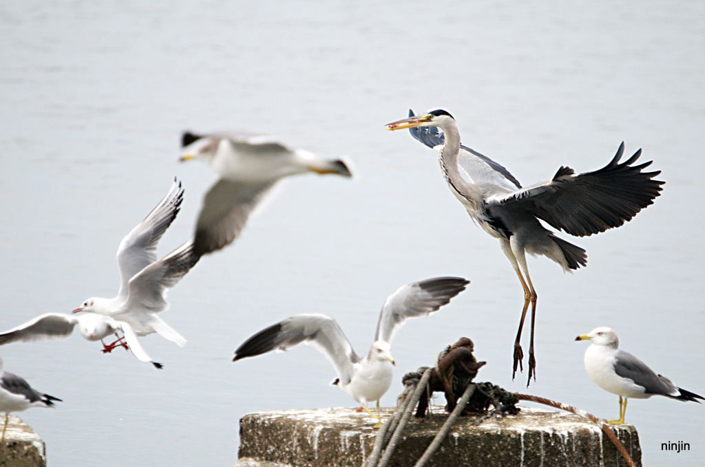 松江百景　野鳥の楽園　１