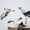 松江百景　野鳥の楽園　１