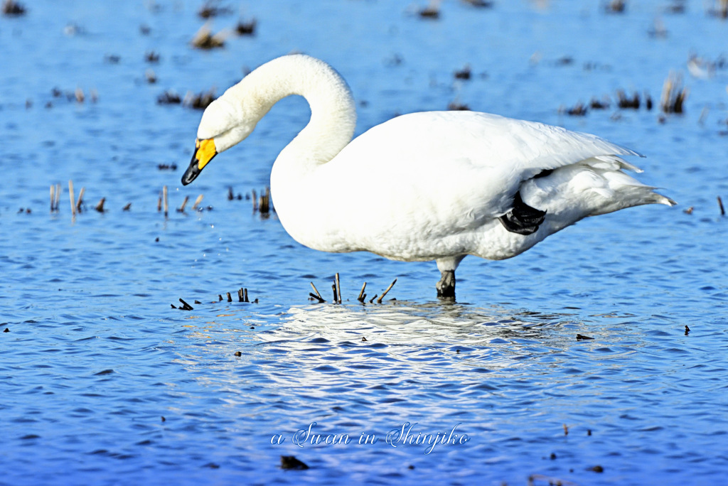 Swans in Shinjiko 2023 - 4