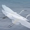 ninjinの松江百景　宍道湖　白鷺の舞