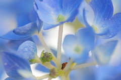 青の世界　紫陽花