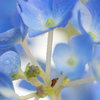 青の世界　紫陽花