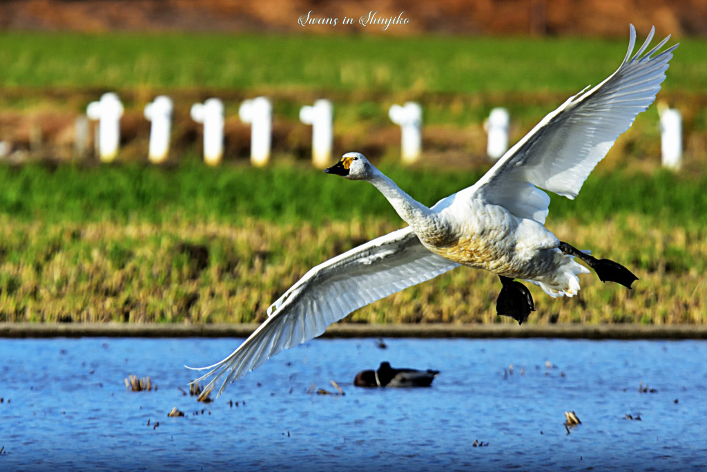 Swans in Shinjiko 2026-10