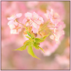 葉桜の舞い