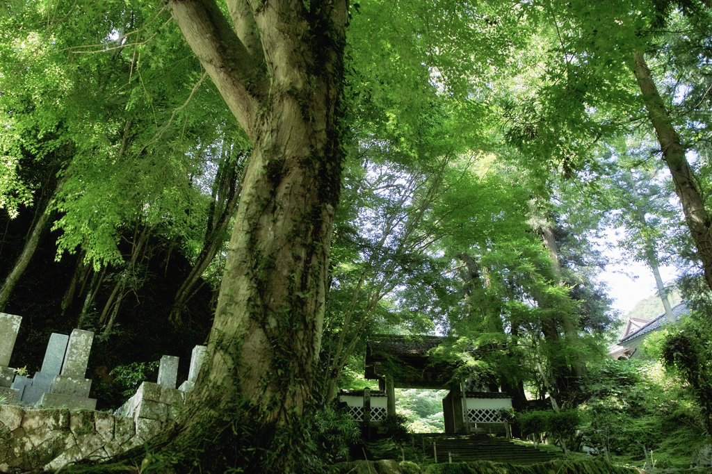津和野散策　初夏の緑陰　永明寺
