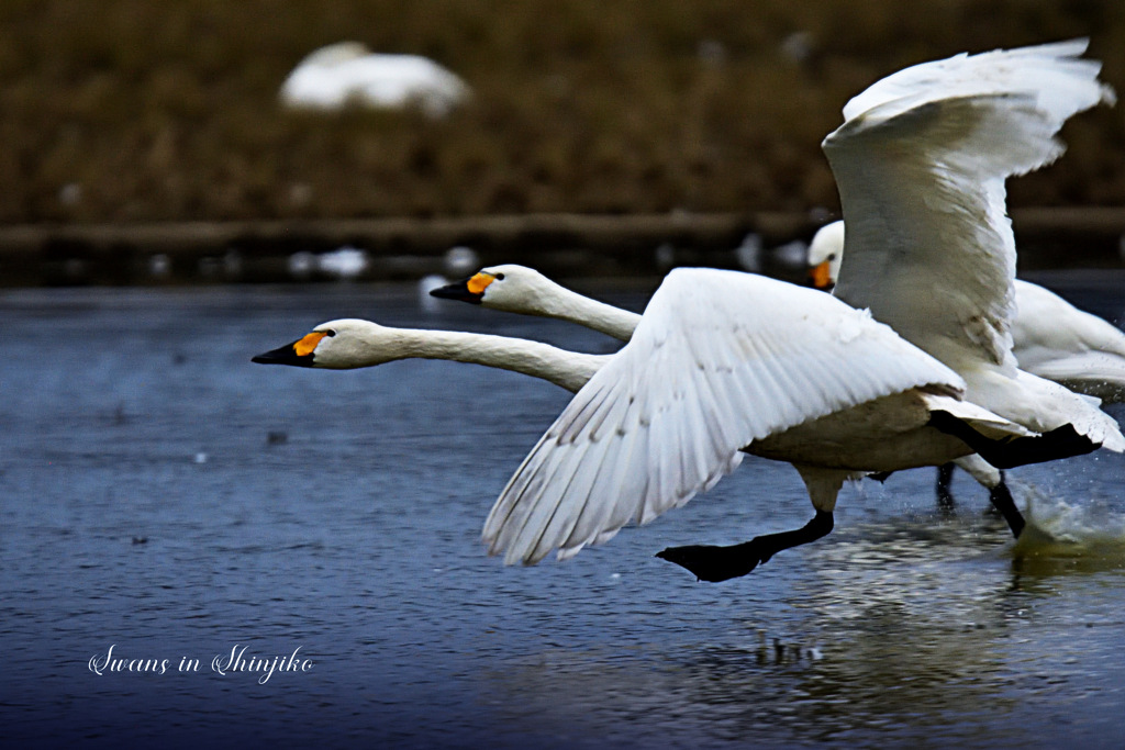 Swans in Shinjiko 2026-14