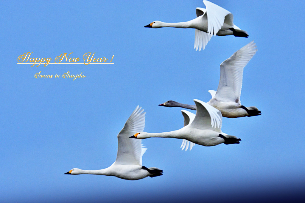 Swans in Shinjiko 2026-2