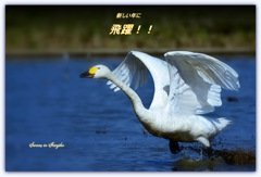 Swans in Shinjiko 2026-1