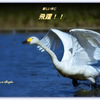 Swans in Shinjiko 2026-1