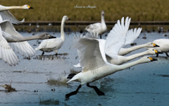 Swans in Shinjiko 2023 - 10