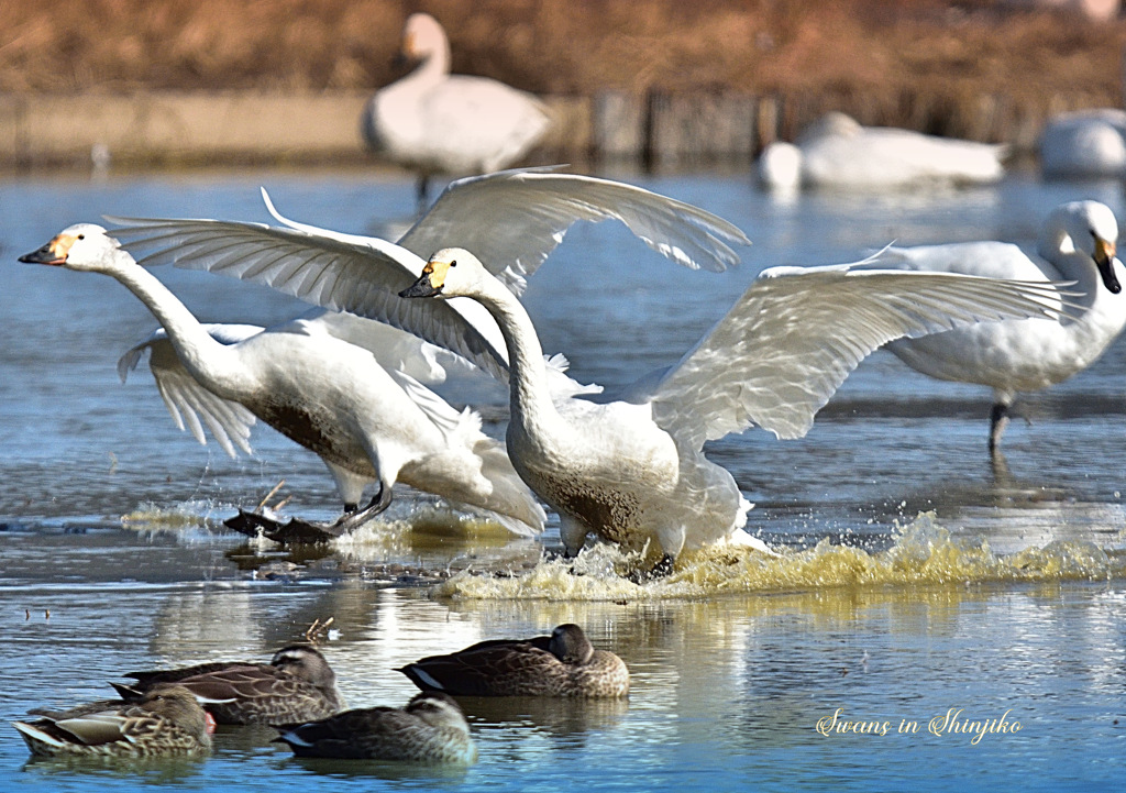 Swans in Shinjiko 2024 - 23