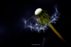 春告げ花 1 春告げ花 1