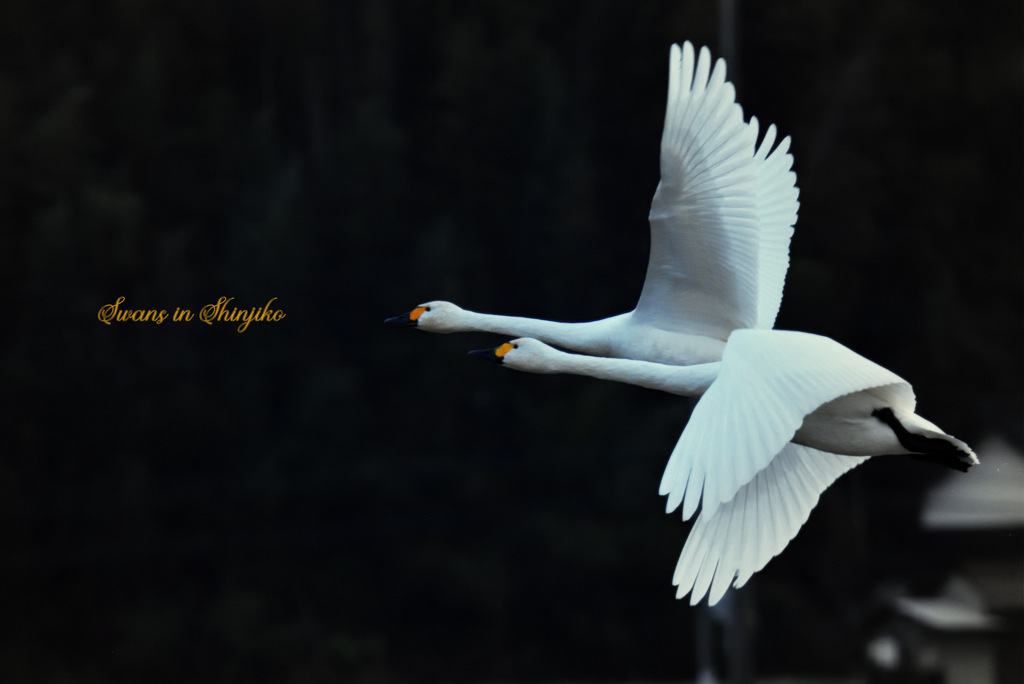Swans in Shinjiko 2025 - 14