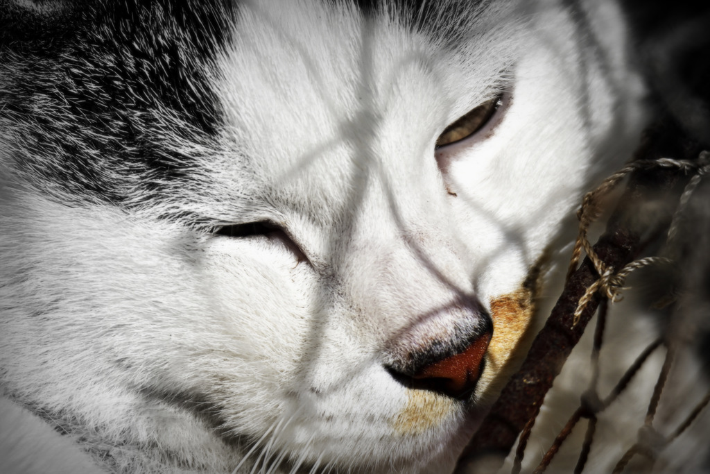 港の猫　2