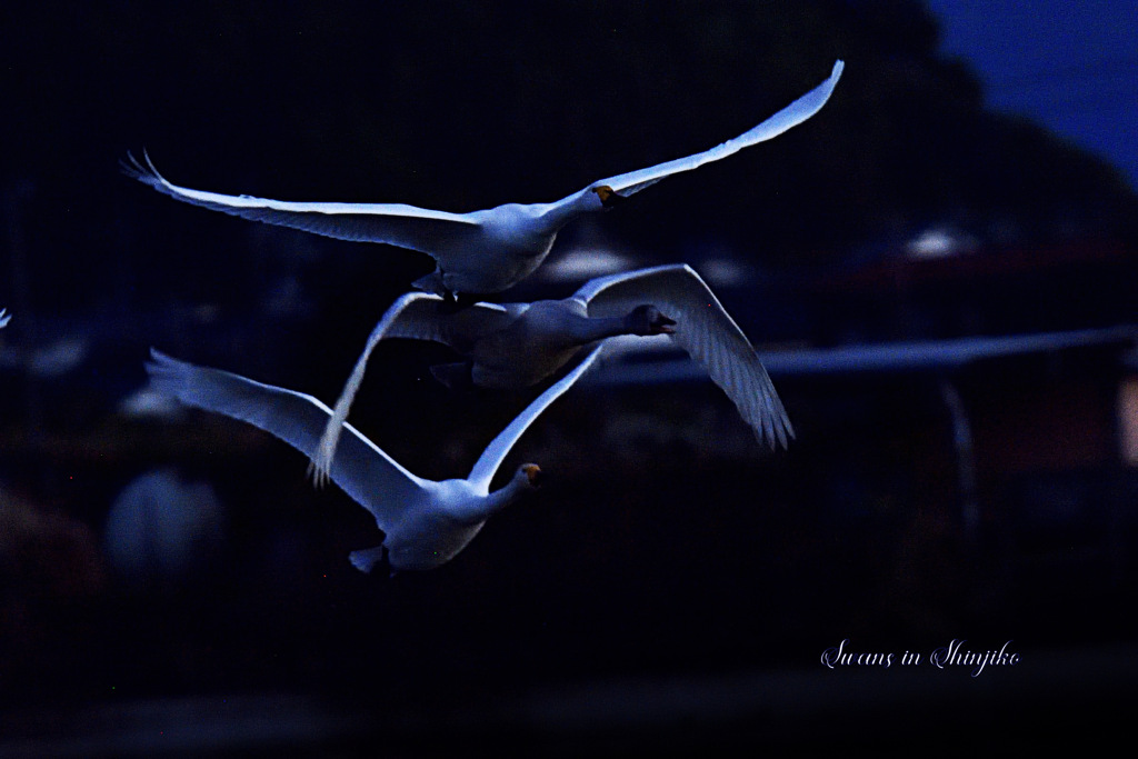 Swans in Shinjiko 2025 - 16