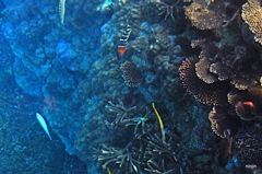 八重山（やいま）の旅　サンゴの海　竹富島　1