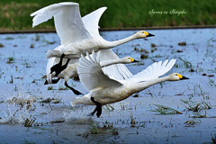 Swans in Shinjiko 2026-7