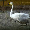 Swans in Shinjiko 2024 - 24