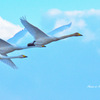 2022の　白鳥さんたち　5