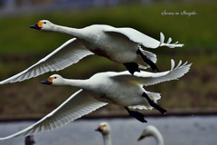 Swans in Shinjiko 2025-41