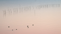 松江百景　水辺の鳥たち　宍道湖1