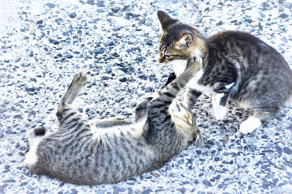 野良でも仲良し5