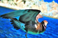 東北百景　被災地に舞う海鳥　浄土ヶ浜　