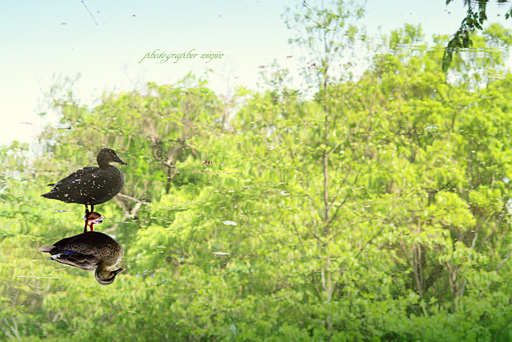 ninjinの東京散歩　石神井公園3
