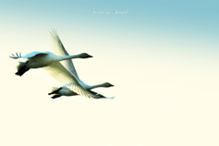 Swans in Shinjiko 2025-33