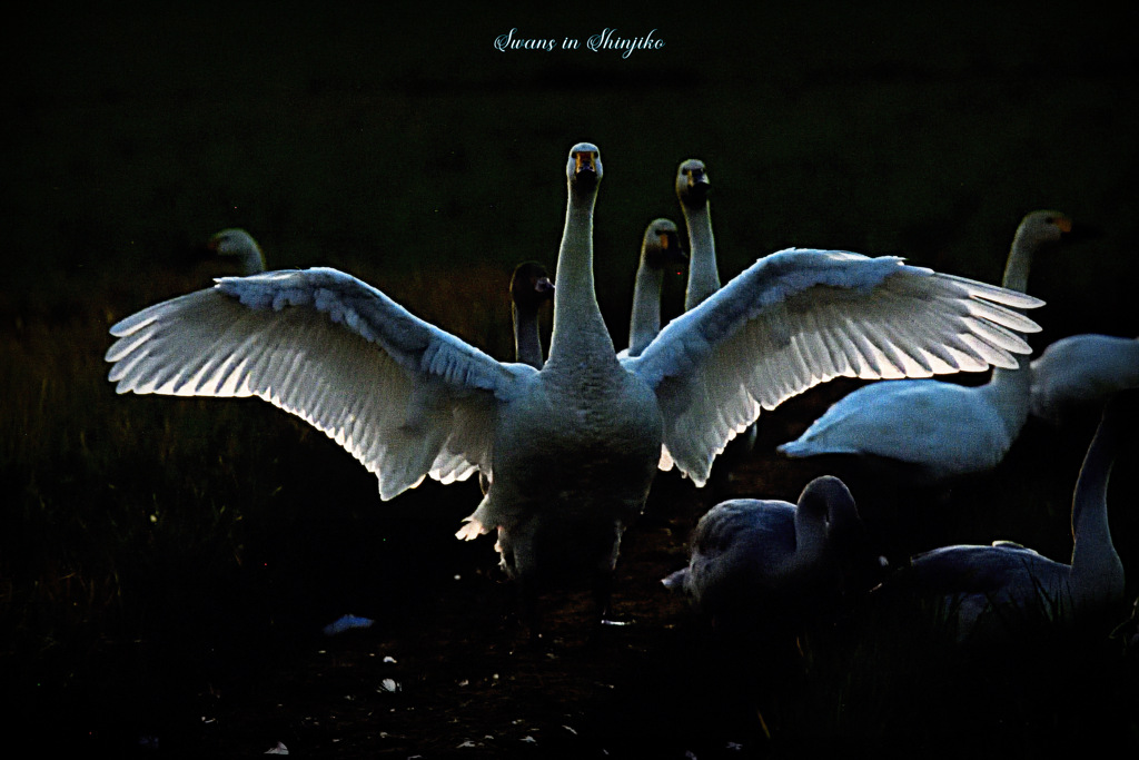 Swans in Shinjiko 2025-24