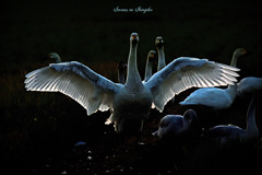 Swans in Shinjiko 2025-24