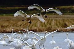 Swans in Shinjiko 2026-4