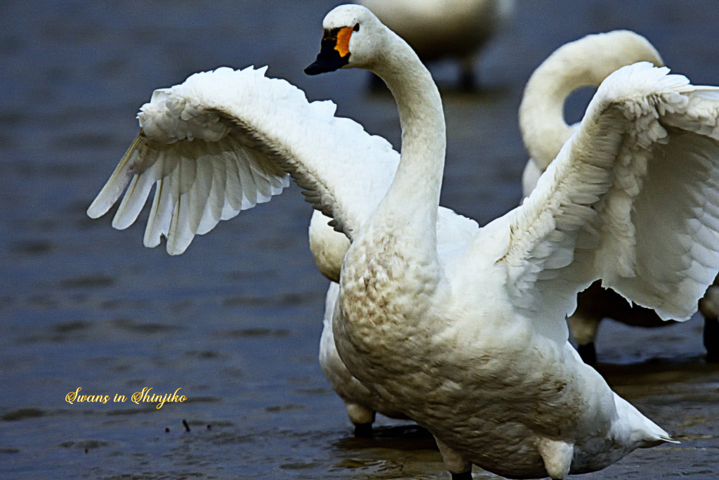 Swans in Shinjiko 2026-8