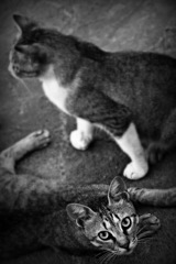 野良で生きていく 1 野良で生きていく 1