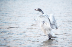 青年の主張　白鳥の成人式？