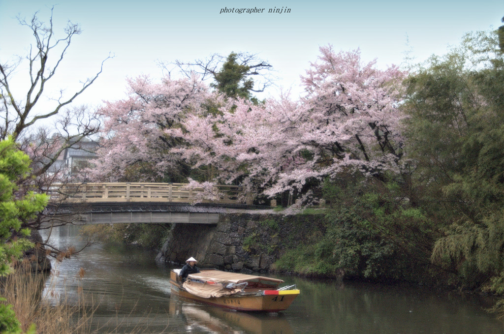 ninjinの松江百景　堀川春景色1