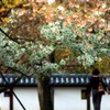 松江百景　城の桜 5