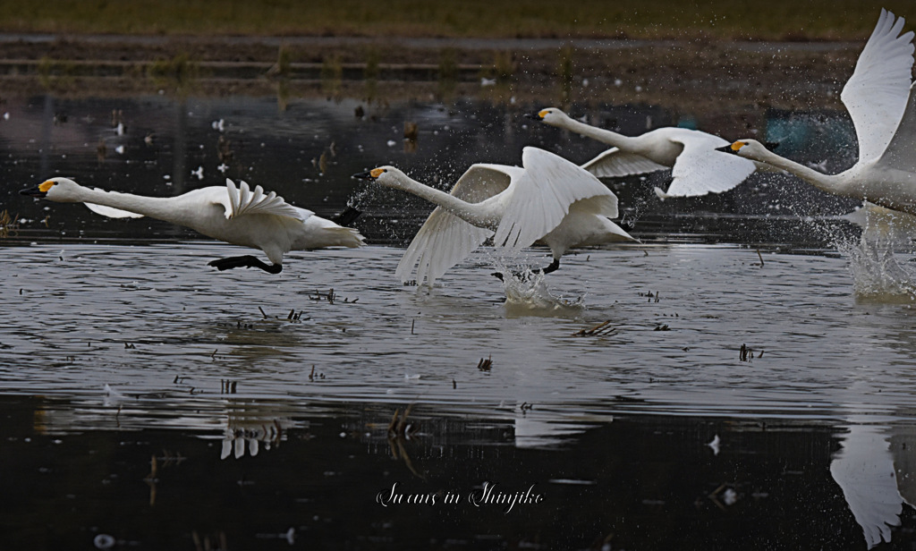 Swans in Shinjiko 2023 - 2