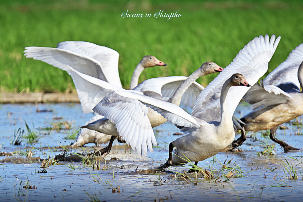 Swans in Shinjiko 2025-27