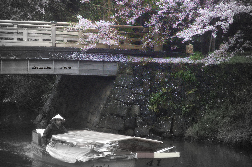 ninjinの松江百景　堀川春景色2