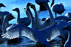 Swans in Shinjiko 2025 - 13