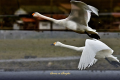 Swans in Shinjiko 2026-20