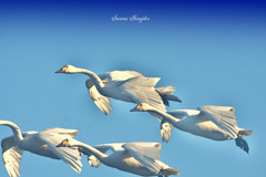 Swans in Shinjiko 2025-38