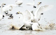 ninjinの松江百景 北よりの客人(まろうど)16 ninjinの松江百景 北よりの客人(まろうど)16