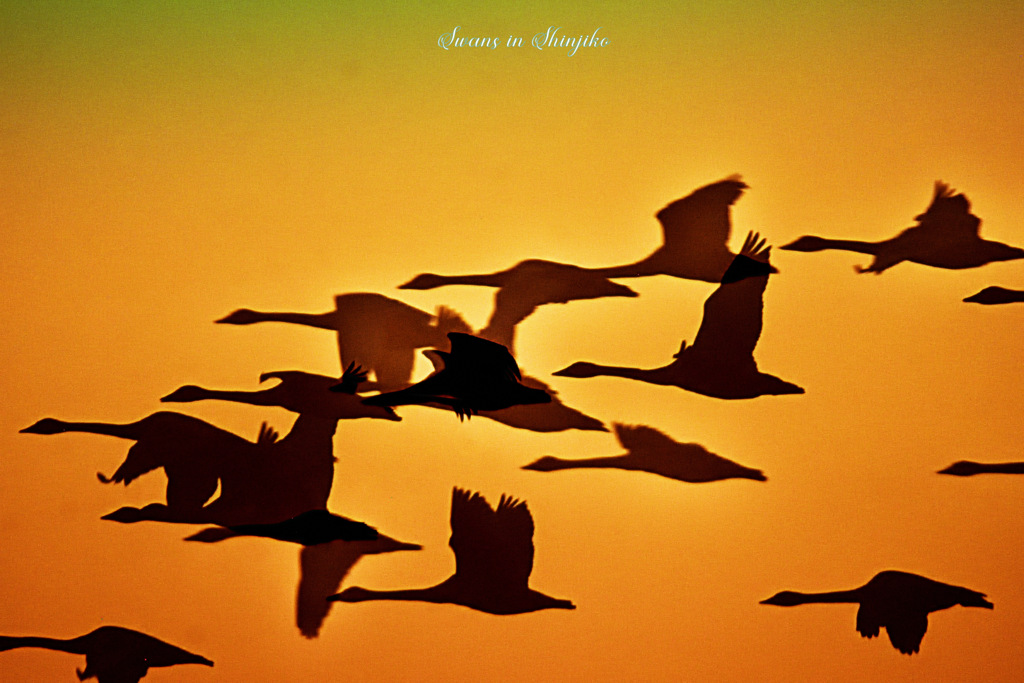 Swans in Shinjiko 2026-9