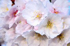 松江百景　桜に遊ぶ　牡丹桜