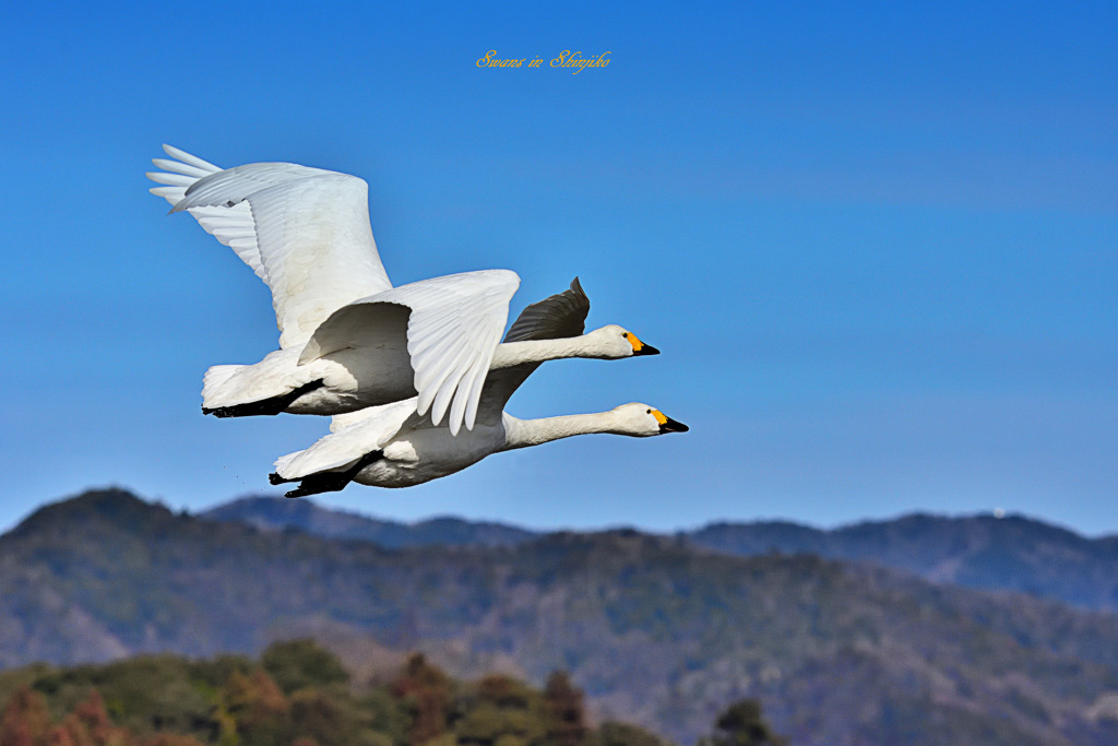 2022の白鳥さんたち 8