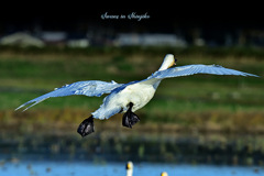 Swans in Shinjiko 2025-23