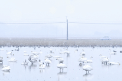 松江百景　雪の朝　水辺の鳥たち　2
